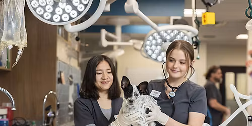 Sunnyslope Veterinary Clinic Job Fair