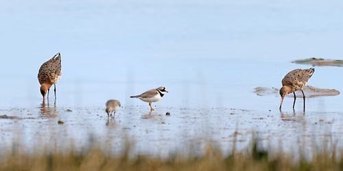 RSPB Car Sharing Trip RSPB Pagham Harbour 