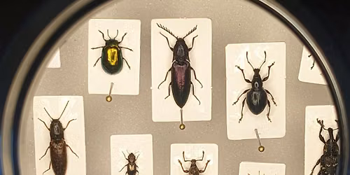 Introduction to Identifying Beetles