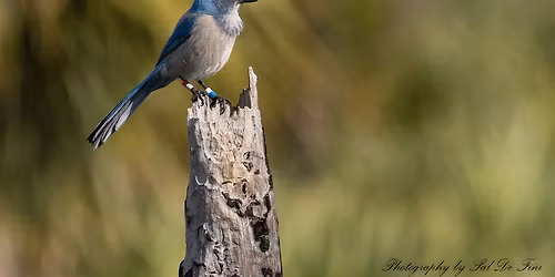 Scrub Jay Walks