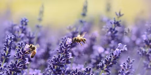 Bijen in de (moes-)tuin: 'Wat kan ik voor u doen?'