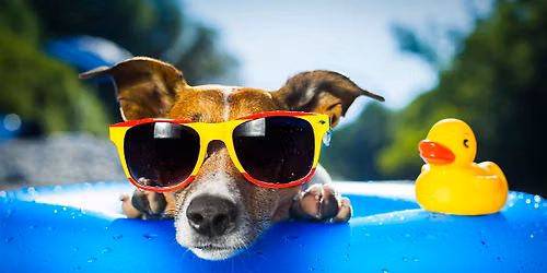Dog Days of Summer!