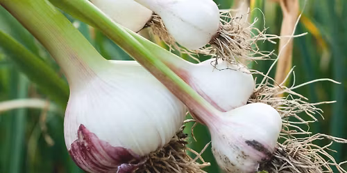 Growing Great Garlic