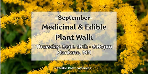 Medicinal & Edible Plant Walk with Herbalist Kara of Thistle Patch Wellness