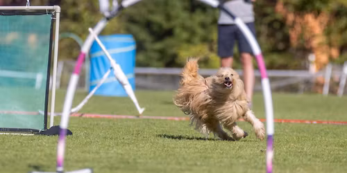 MonsterDog Cup
