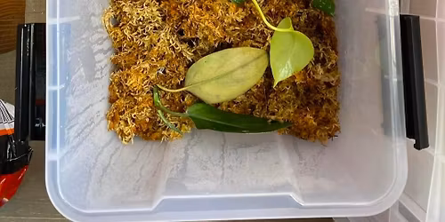 Plant prop box event