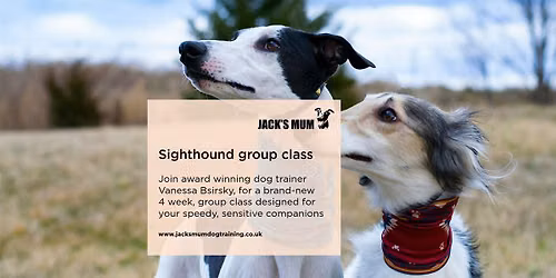 Sighthound Life Skills & Recall Class | 4-Week Specialised Course