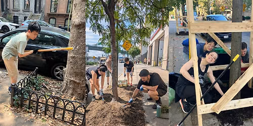 Street Tree Care in Upper Manhattan