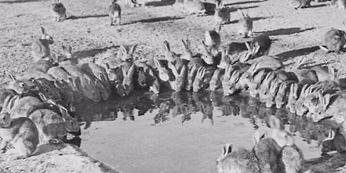 \u2018Those Wild Rabbits\u2019, How they shaped Australia: Meet the Author Bruce Munday