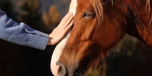 Animal Reiki I\/II Training