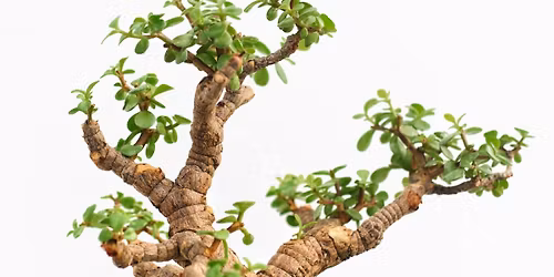 Beginner Bonsai Class