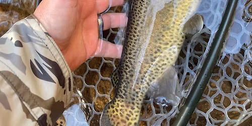 Unlimited Trout Fun