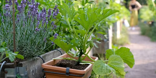 20th May -Crops in Pots: Summer Planting with Urban Organic