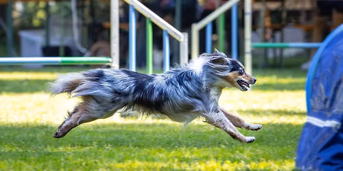 Spring Open Agility 2 - 2026