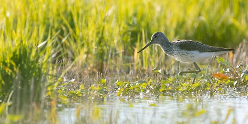 D\u00e9couverte Ornithologique