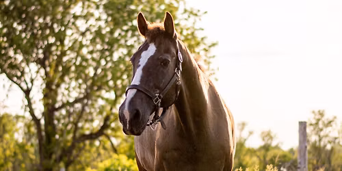 Equine Education Day