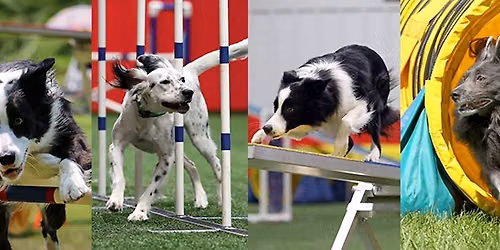 AKC Agility Trial