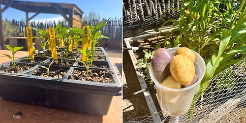 Foodways Gardens: Preparations and Planting