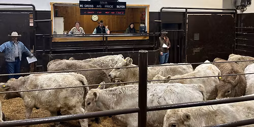 All Breeds Pre-Sorted Calf\/Yearling Sale