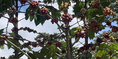 Seed to Cupping - July 29, 2026