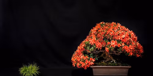 Cleveland Bonsai Club Monthly Meeting