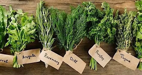 Herbs Cooking Experience