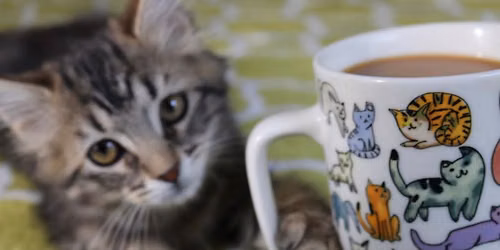 Coffee & Cars \u201cOFF SITE\u201d to support Yoga4Cats
