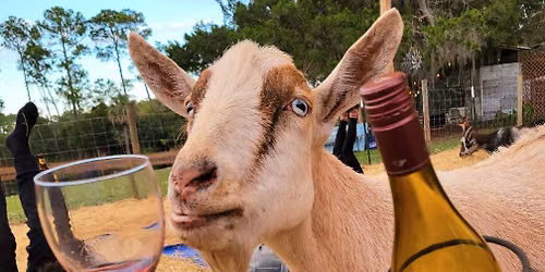 6\/27 Sunset BYOB Goat Yoga at Jaybird Hammock Farm - with Kaya Jones