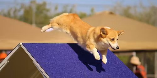 Scramblers November 2025 USDAA Agility Trial