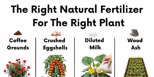 Grafting Demonstration 