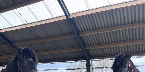 Transformational Connection with and among horses