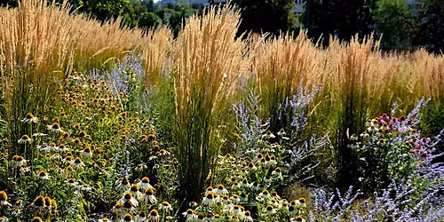 Drought Tolerant Plant Picks at Stark