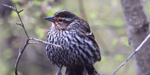 March Birding Walk in High Park