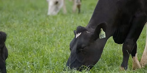 Pasture Walks with Extension: Grazing Dairy