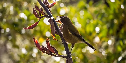 Te Waoku Kahikatea Reseve and Sheppards Stream trapping day 