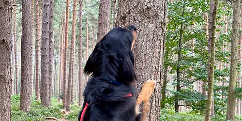 Scentwork Experience: Sherwood Pines