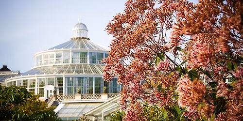Plantemedicin \u2013 fra myter og overtro til nutidens forskning