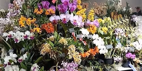 Orchid Central 2026