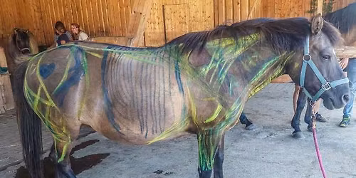 Anatomie na \u017eiv\u00e9m koni s MVDr. Dominikou \u0160vehlovou