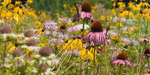 NATIVE PLANT FEST at Second Chance Plants YORK, PA
