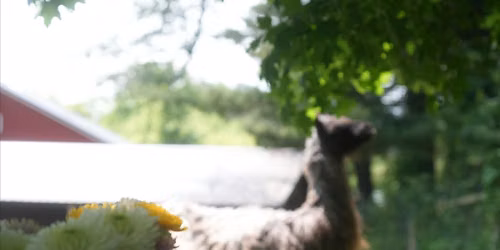 Yoga Brunch with Llamas and Alpacas