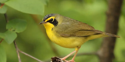 October Monthly Meeting: 'How to Attract Birds to your Yard'