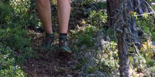 Habitat Hike - Trees! 