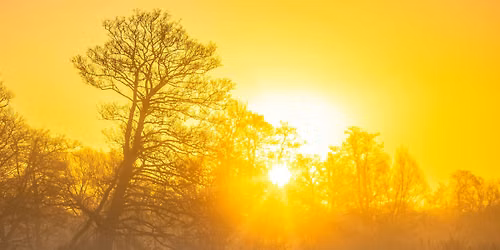 Dawn Chorus Walk at Gutteridge Wood