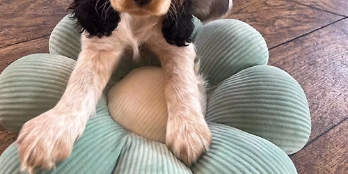 Cocker Spaniel Nottingham 