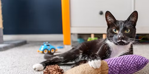 Christmas Charity Open Day @ The Lodge Cattery