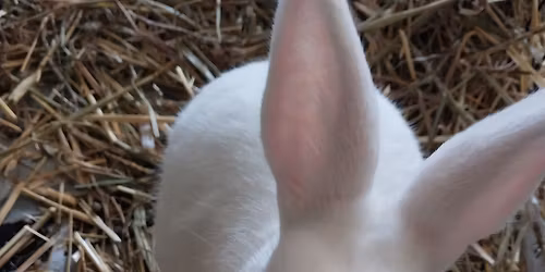 Books with Bunnies