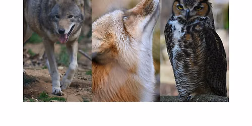 Hard of Hearing Night - Wild Wonders