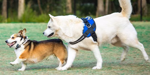 Yappy Hour- September 3, 2026