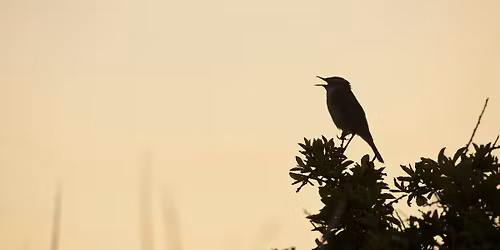Dawn Chorus at Cassiobury Park